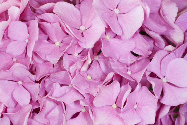 Background of flowers Stock photo © Koufax73