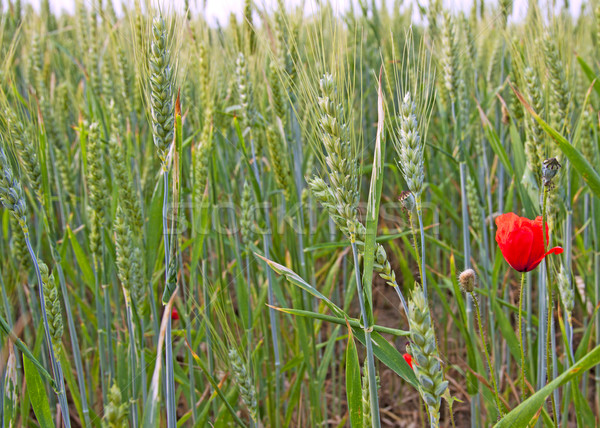 Tájkép mező búza közelkép piros virág Stock fotó © Koufax73