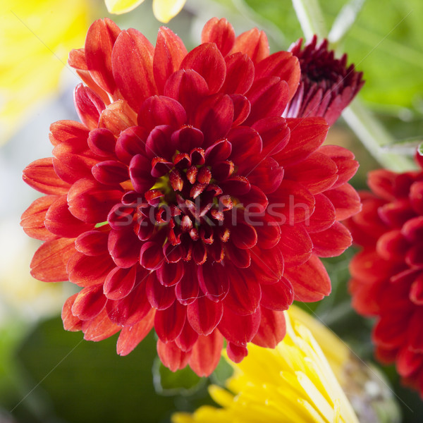 Red Chrysantemum in bunch Stock photo © Koufax73