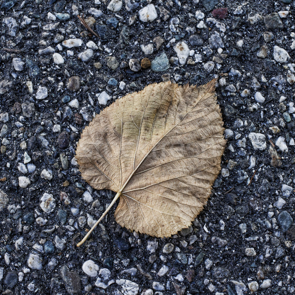 Foto d'archivio: Foglia · morti · asfalto · hdr · piazza · immagine