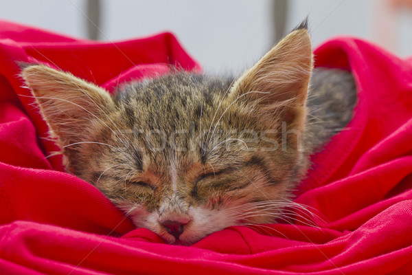 Kat slapen Rood hond natuur Stockfoto © Koufax73