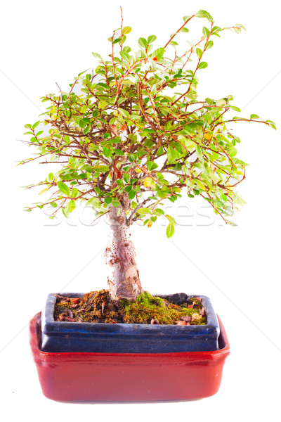 Bonsai verde isolato natura alberi arte Foto d'archivio © Koufax73