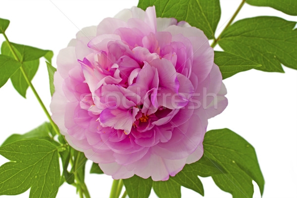 Grande rosa maravilloso primavera hoja Foto stock © Koufax73