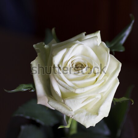 Rose Stock photo © Koufax73