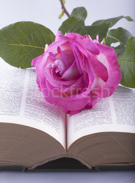 Stok fotoğraf: Gül · kitap · beyaz · açık · kitap · çiçek