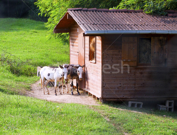 Twee cute houten huis gras familie Stockfoto © Koufax73