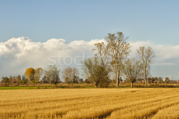 Field Stock photo © Koufax73