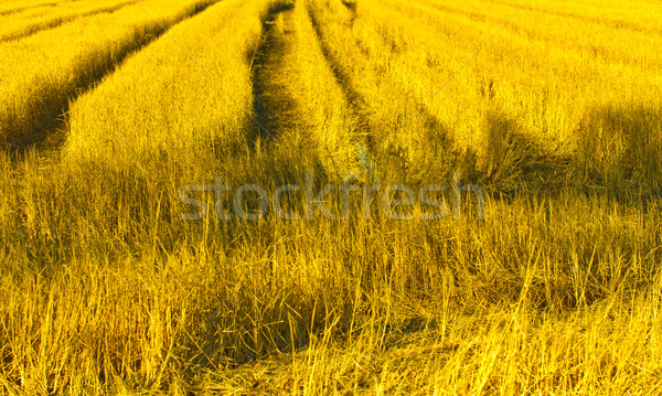 Road in the fields Stock photo © Koufax73