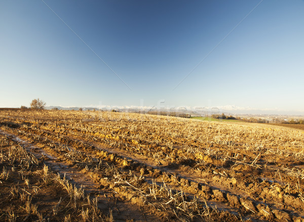 Field with furrows Stock photo © Koufax73
