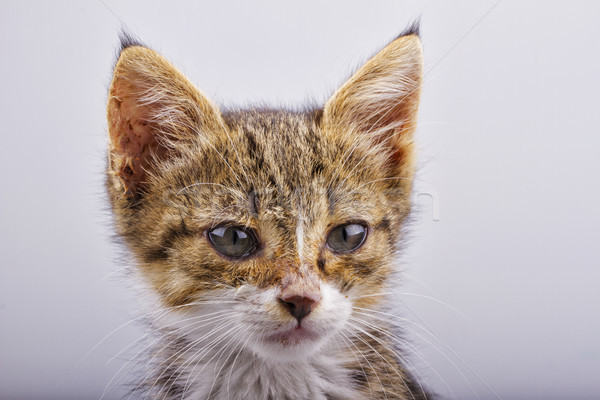 Küçük kedi yüz sevimli köpek Stok fotoğraf © Koufax73