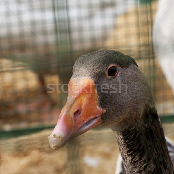 Gray duck Stock photo © Koufax73