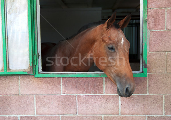 Horse Stock photo © Koufax73