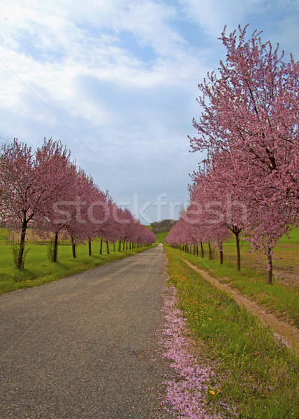 Perzik bomen weg roze Blauw bewolkt Stockfoto © Koufax73