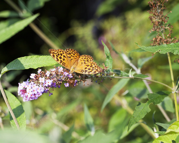 Boloria Bellona Stock photo © Koufax73