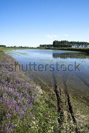 Flowers on the side of rice field Stock photo © Koufax73