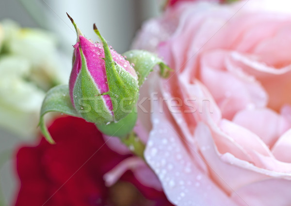 Rose bud Stock photo © Koufax73