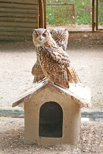 Stock photo: Owls