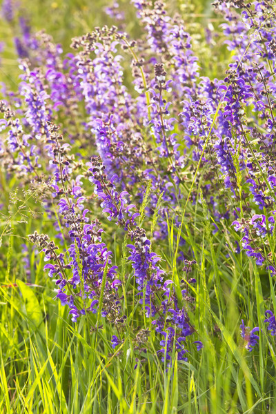 Lavender Stock photo © Koufax73