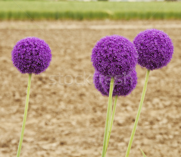 Viola fiori campo piazza immagine primavera Foto d'archivio © Koufax73