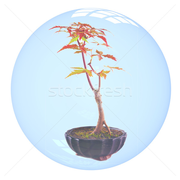 Bonsai in bubble Stock photo © Koufax73