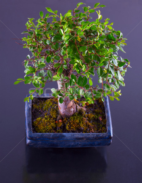 盆栽 ニレ 木製のテーブル 黒 自然 デザイン ストックフォト © Koufax73