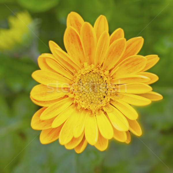 Daisy желтый зеленый цветок саду Сток-фото © Koufax73