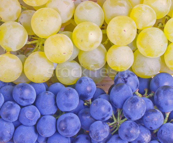 Grape Stock photo © Koufax73