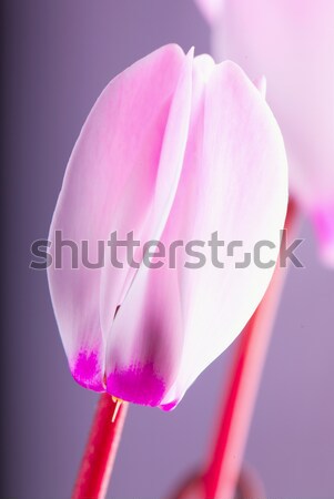 Stock photo: Cyclamen