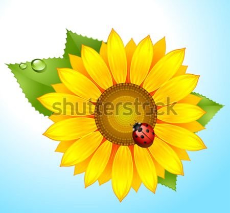 [[stock_photo]]: Tournesol · coccinelle · vecteur · feuille · eau · printemps