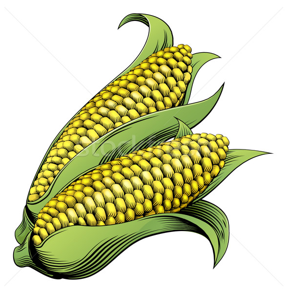 Corn vintage woodcut illustration Stock photo © Krisdog