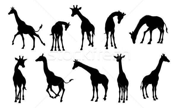 Silhouettes Giraffe Animal  Stock photo © Krisdog