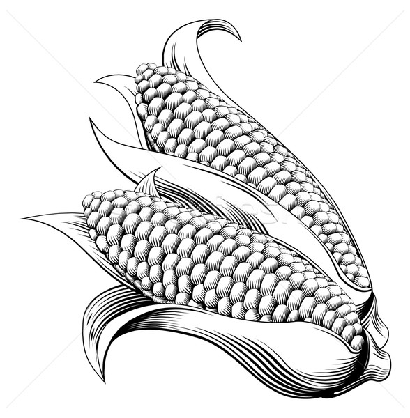 Vintage retro woodcut sweetcorn Stock photo © Krisdog