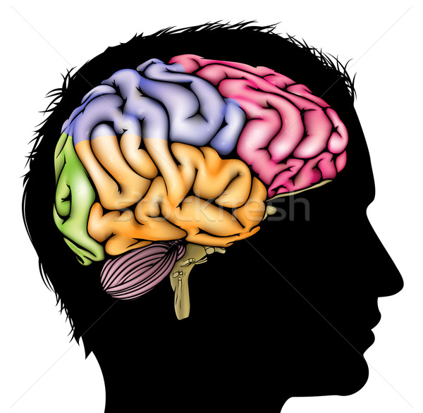 Foto stock: Cerebro · silueta · cabeza · desarrollo · aprendizaje