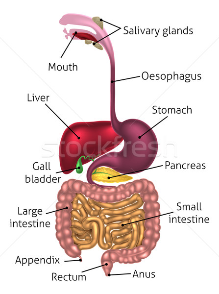 Anatomisch diagram menselijke spijsverteringsorganen kanaal tekst Stockfoto © Krisdog