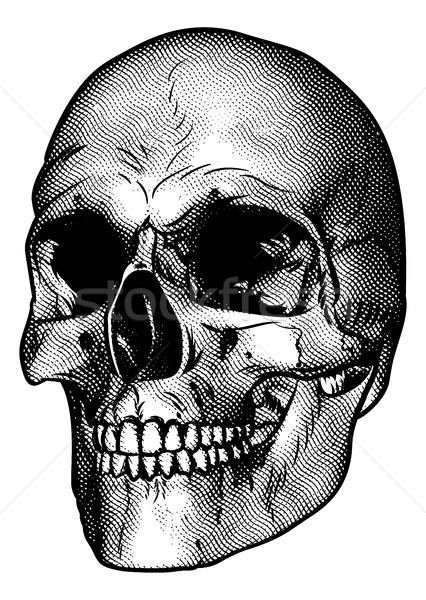 Human Skull Drawing Stock photo © Krisdog