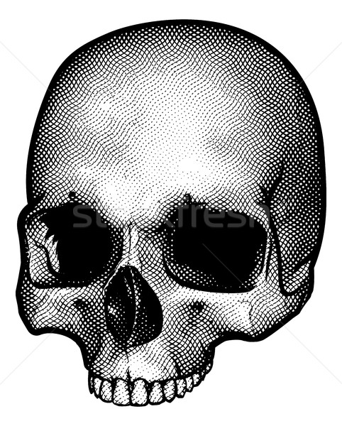 Skull Drawing Stock photo © Krisdog