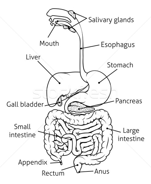Ilustrare uman sistemul digestiv canal etichete negru alb Imagine de stoc © Krisdog