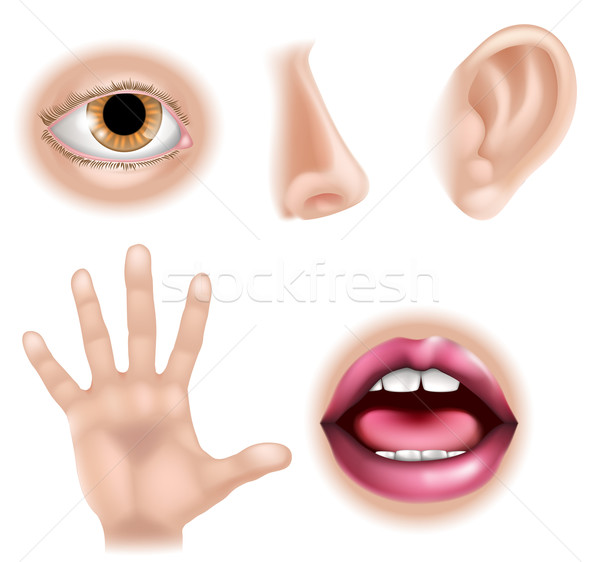 Fünf Körperteile Illustrationen Hand touch Auge Stock foto © Krisdog