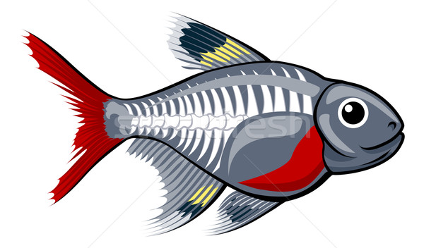 X-ray tetra cartoon fish Stock photo © Krisdog