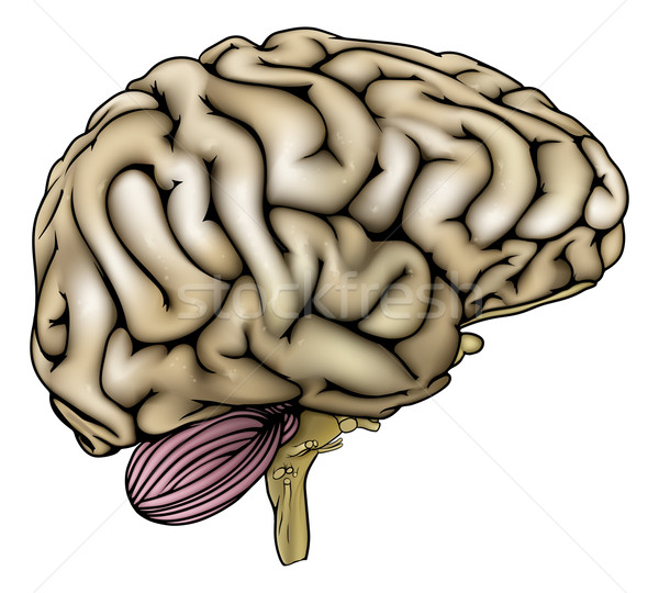 Human brain illustration Stock photo © Krisdog