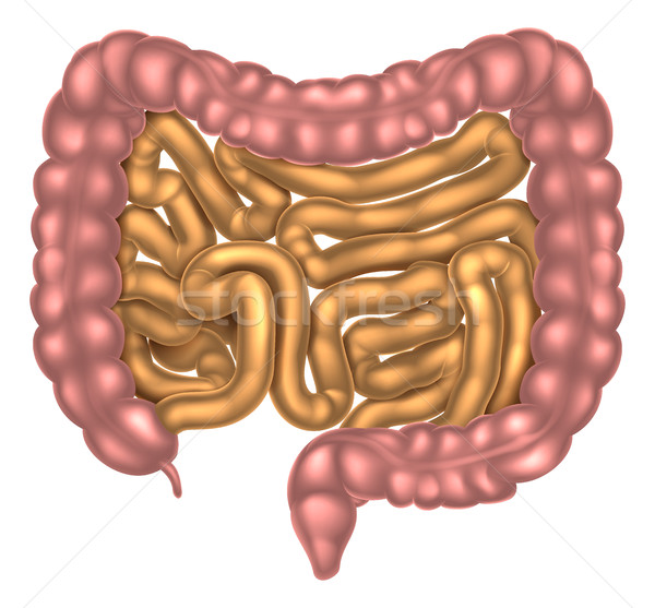 небольшой большой пищеварительная система иллюстрация кишечник медицинской Сток-фото © Krisdog