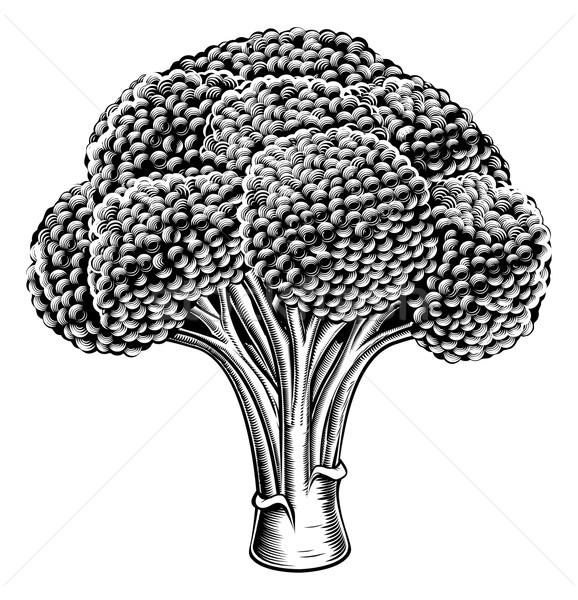 Stock photo: Vintage retro woodcut broccoli