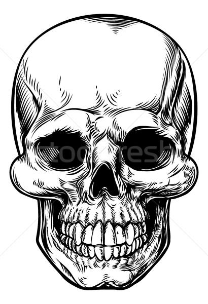 Skull Drawing Stock photo © Krisdog