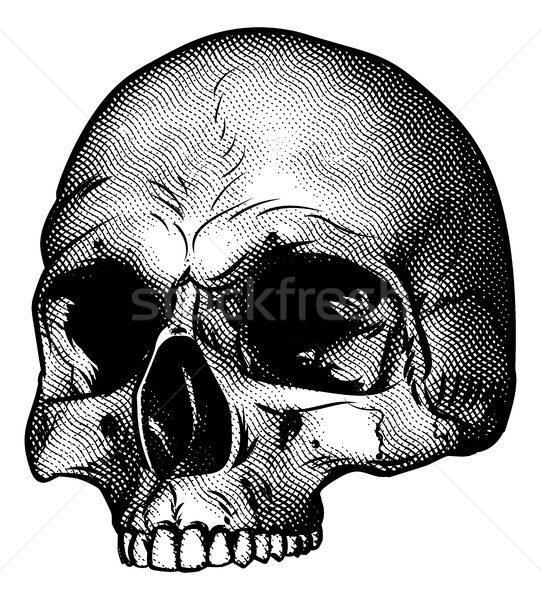 Stock photo: Skull Vinatge Style Drawing