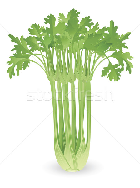Bunch of celery illustration Stock photo © Krisdog