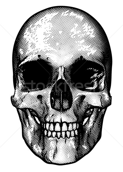 Skull Retro Style Drawing Stock photo © Krisdog