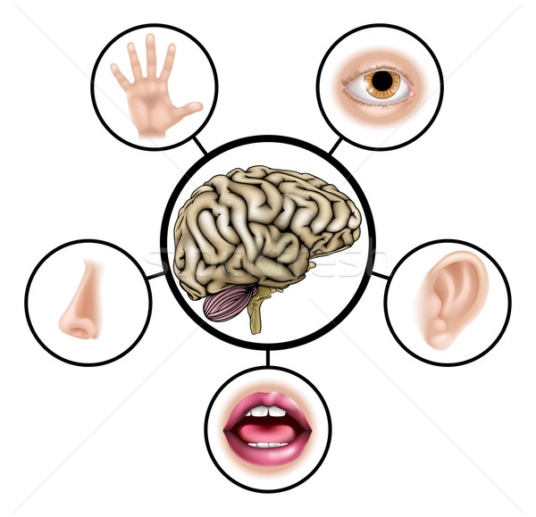 Vijf hersenen wetenschap onderwijs illustratie iconen Stockfoto © Krisdog