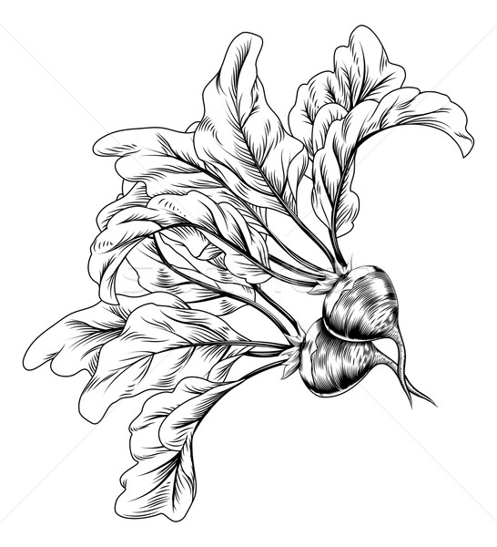 Vintage retro woodcut radish or beets Stock photo © Krisdog