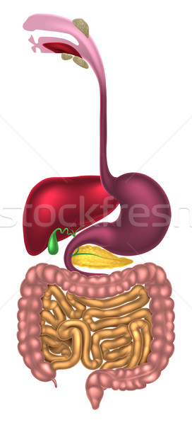 Canal uman sistemul digestiv gură sănătate ştiinţă Imagine de stoc © Krisdog