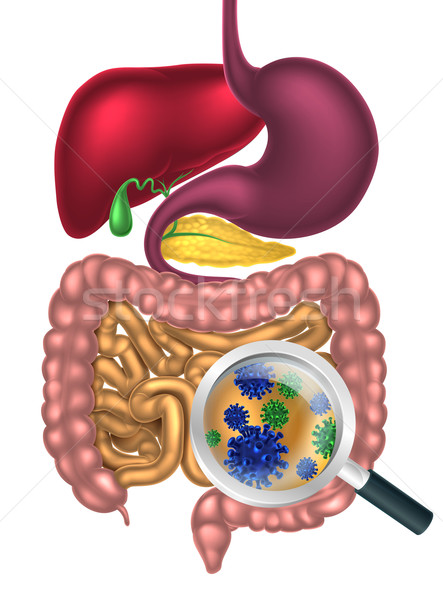 Stock photo: Gut Bacteria Magnifying Glass